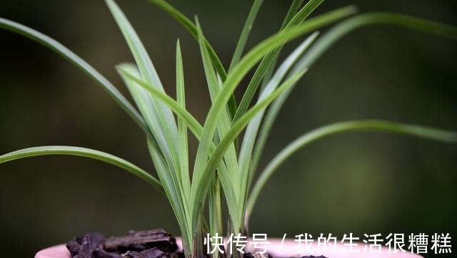 兰花能用透明塑料盆养吗？这样使用效果更好，新手兰友须知