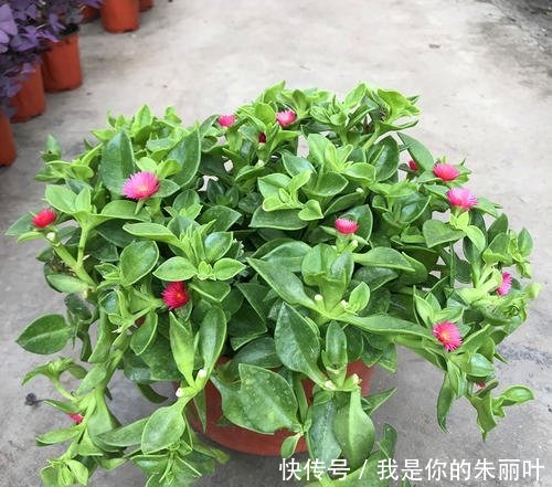 花期|别再养绿萝了,这种室内花卉,叶绿花美,养护简单,值得拥有!