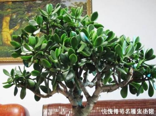 三角梅|家里养这4种绿植,春天一定要“理发”,长得枝繁叶茂,开花不断