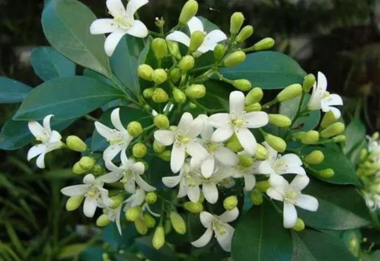 夏天养花,不妨养这四款花,一年四季花开不停,开花量大