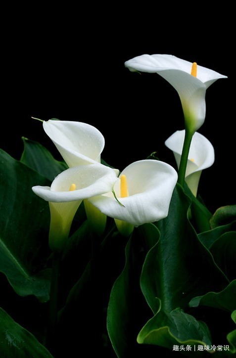 铜钱草|这五种喜欢水的植物,随便浇水都不怕,适合新手养