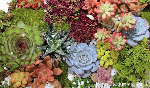 乙女|四种“零差评”多肉推荐，颜值不比桃蛋低，还容易成老桩！