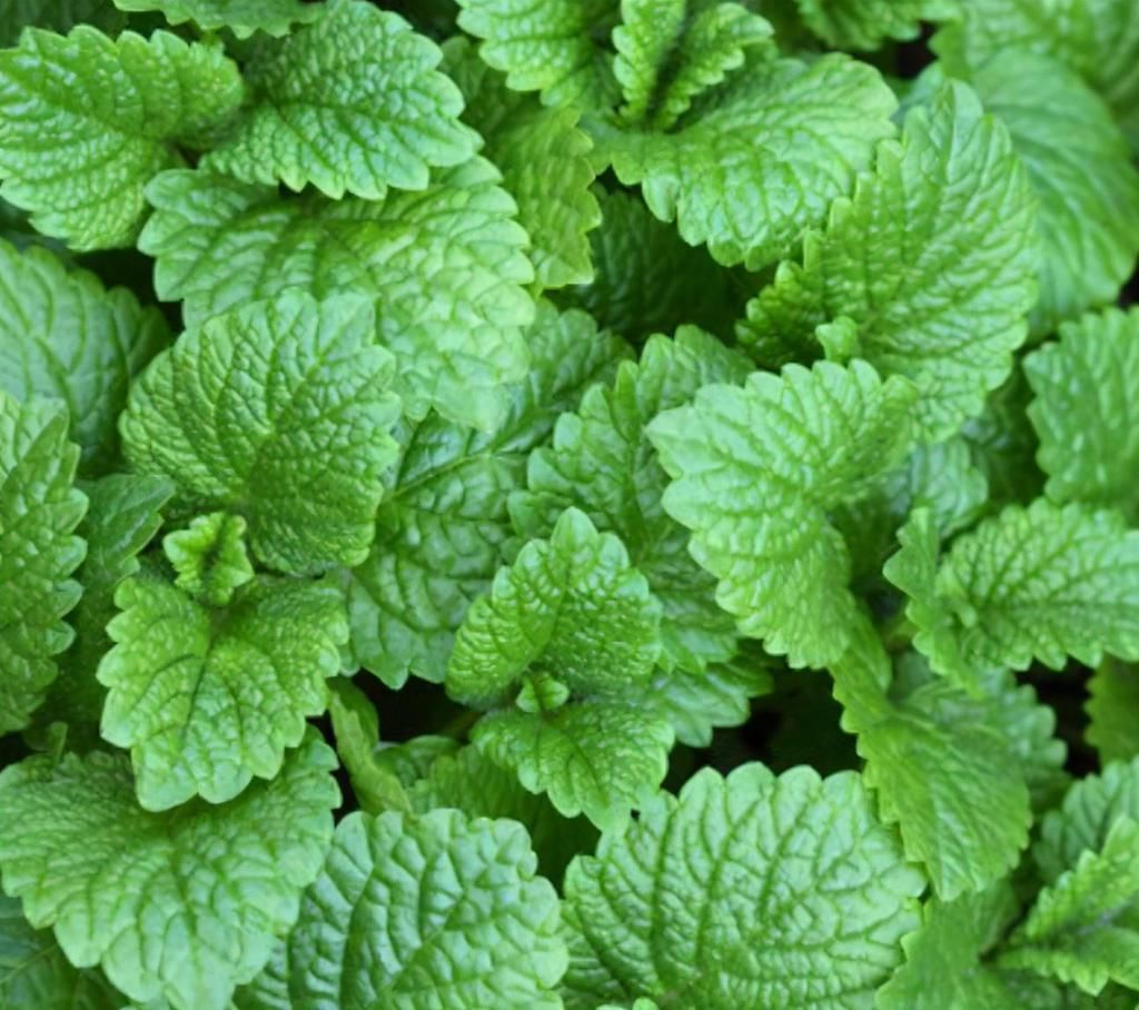  薄荷|7种适合家居养护的香草植物，散发淡淡清香，作用多观赏性强