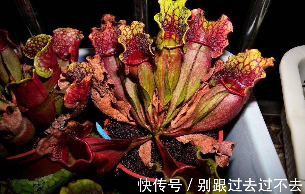 世界上最具诱惑力的植物,人美心甜的瓶子草为何这么美?