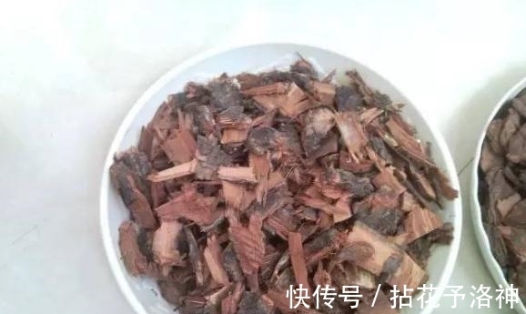 花友们|家庭养多肉，随手丢些柳树皮，入冬后植株依旧根壮长得旺