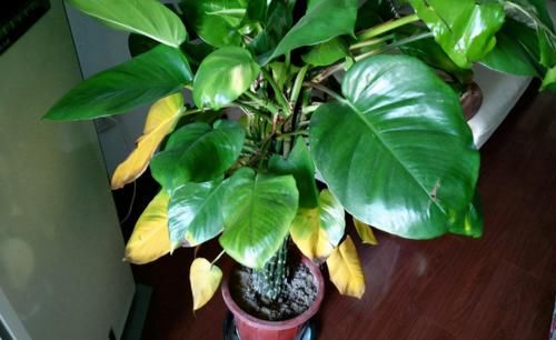 【值得收藏】集合常见的养花问题，帮分析病因、解决方法