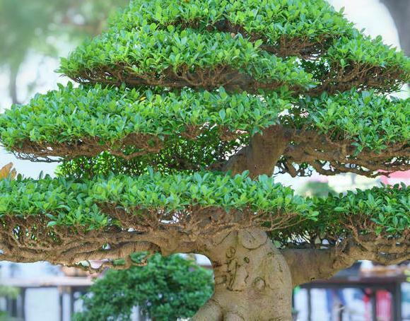 技巧|盆景树桩配盆技巧,你确定盆选对了