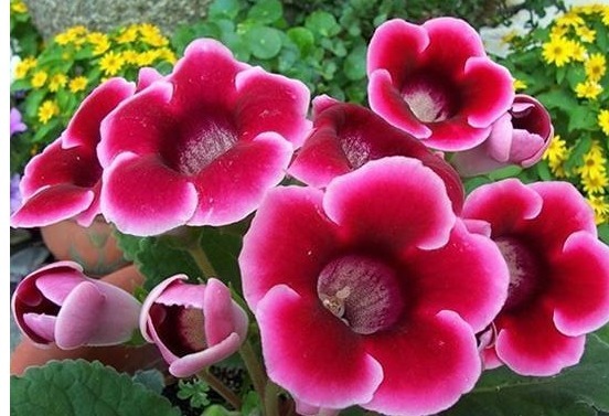 家里都能找到的以下5样东西，拿来养花叶绿花艳还防虫，一招搞定