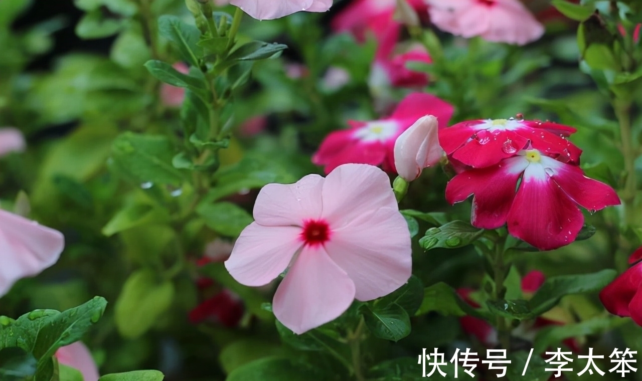 这13种花好养易活,花期还很长,喜欢的话,试着养一盆吧