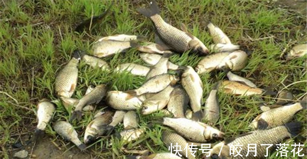 寒露前后，到了钓鲫的好时节，备好这款酒米窝料，大板鲫都是你的！