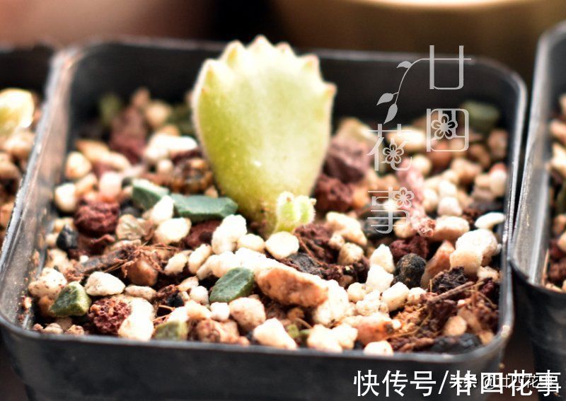 11月养多肉，容易上色出状态，5个方面做到位，肉肉颜值到巅峰