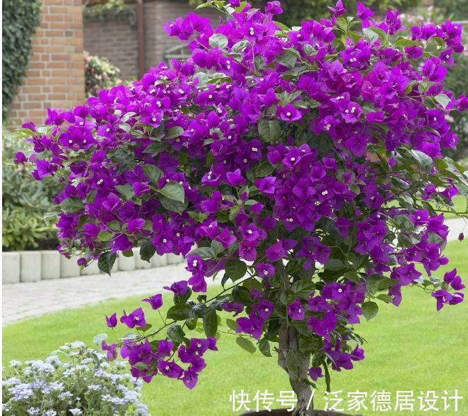 植物|此种植物是出了名的晒不死，夏天热浪对它们来说无非是挠痒痒