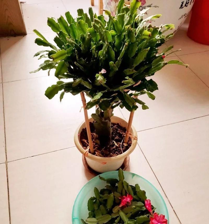 长寿|一棵长寿的花,124个花箭,开花,锅盖打开的方法