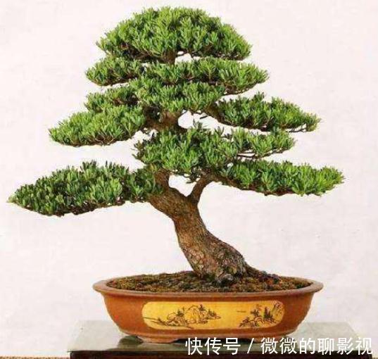 7种“旺宅树”,家有空地建议种一棵,能吃好看,旺财添福寓意好