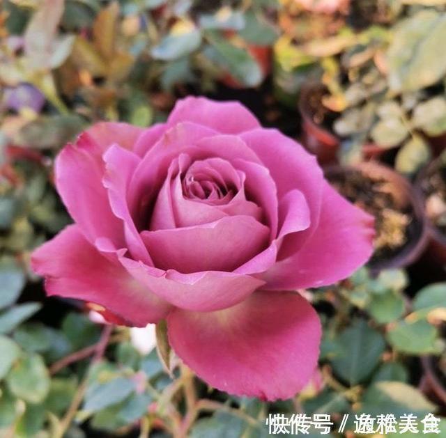 盘点10种古典美复古色系月季,你必须拥有其中一种!