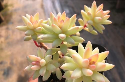 养了两年的千佛手,不长侧芽,直接砍了,结果爆了很多侧芽