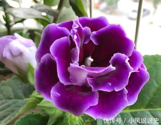 养花试试此4种,家里养一盆,花色艳丽,花开枝繁叶茂