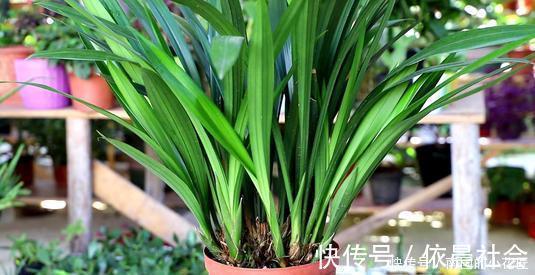 散光|家里养墨兰,了解掌握4个要点,养出白嫩根系,叶油绿颜值高!