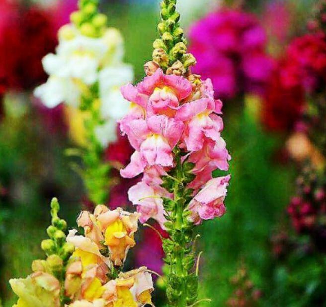 正月二十九,家中种4种“富贵花”,人见人夸,一年四季开花不断