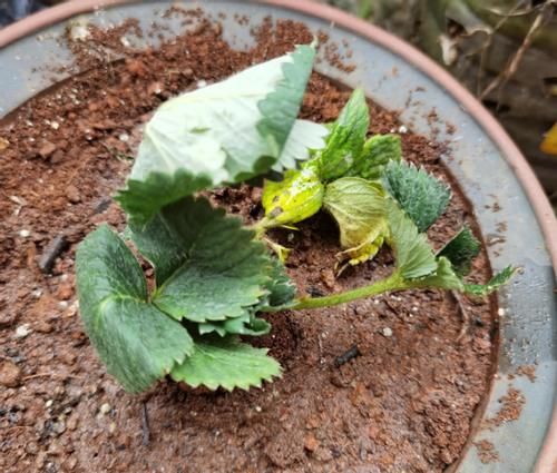 废弃的花盆、花土别丢，春天种几株草莓，6-8月就能吃上果子