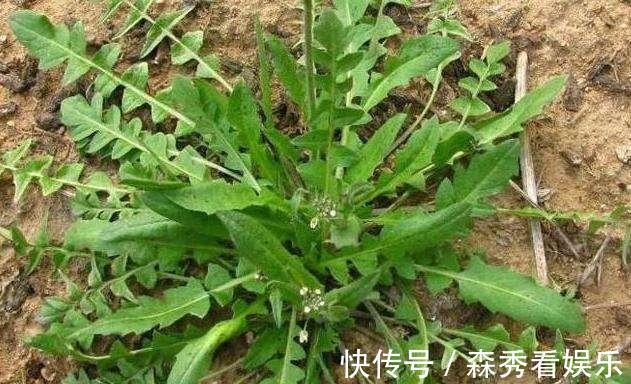 野菜|广西农村最好吃的野菜，很多人叫不出名字，你吃过几种