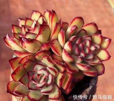 灵隐|此款多肉植物,颜值高好养护,叶尖红红的,谁见了都夸美!