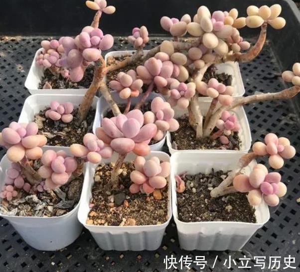 养了3年的多肉桃蛋,现在长成多头悬崖桩,路过的人都夸真美