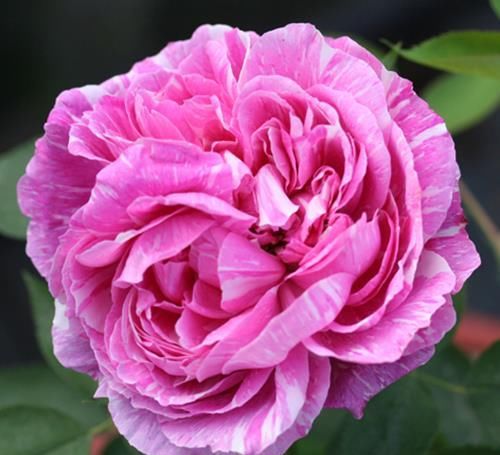  花朵|3种花人见人爱，植株低矮小巧，花开一整年，超级好养