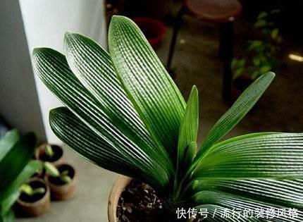 养花|养花这样施肥,事半功倍,啥花都长的倍棒!