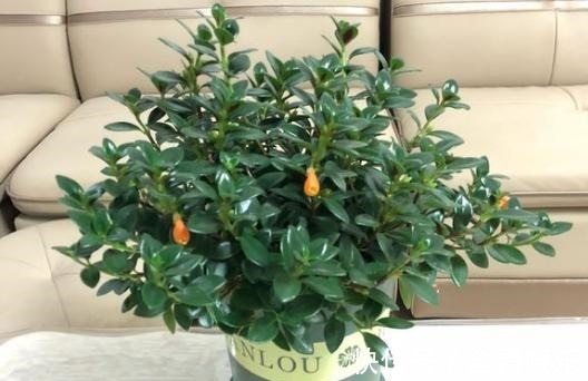 养金鱼吊兰,避免“1点”,叶片油绿不发黄,枝头挂满“小金鱼”