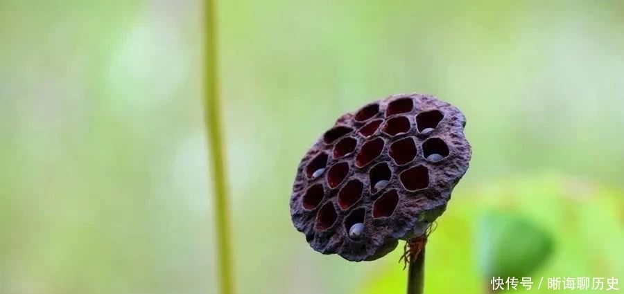 玩鸟|为何说“钓鱼穷三年,玩鸟毁一生”,这两样东西为何会败财?