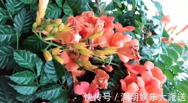 漂亮|漂亮的“凌霄花”，掐一段小枝条，埋土里就活，太好养了！