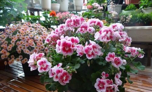 养护|阳台再小,也要养4种花,一年开花230天,轻松开成小花园