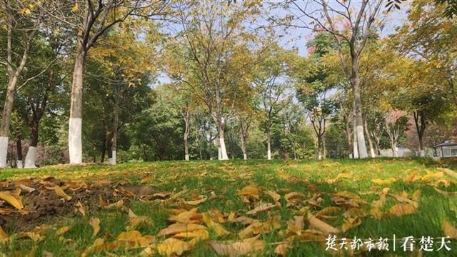 打卡|还没打卡落叶美景？别慌，武昌7座公园广场延迟清扫落叶