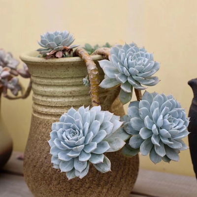 养多肉植物,了解掌握几个技巧,很快长成老桩,邻居看了都羡慕