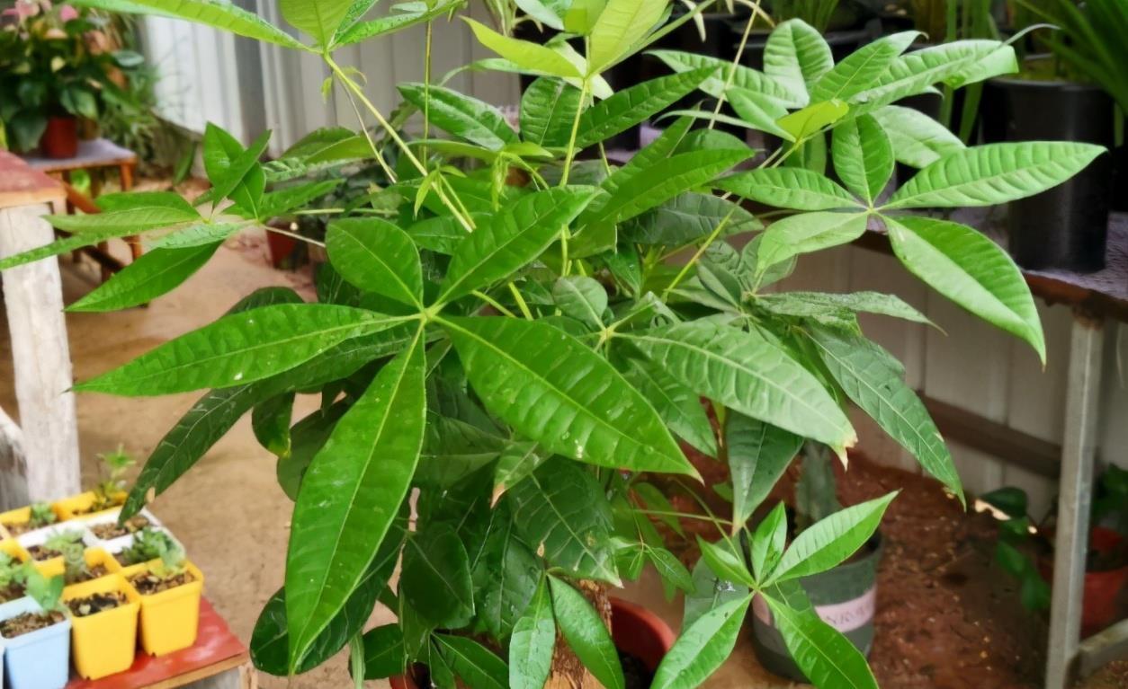 养花人必须记住的“施肥口诀”,只要合理掌握,养花变得轻轻松松