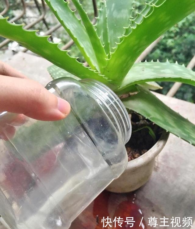 四种养花水真不错,养分高能养花,还能避免蚊虫困扰!