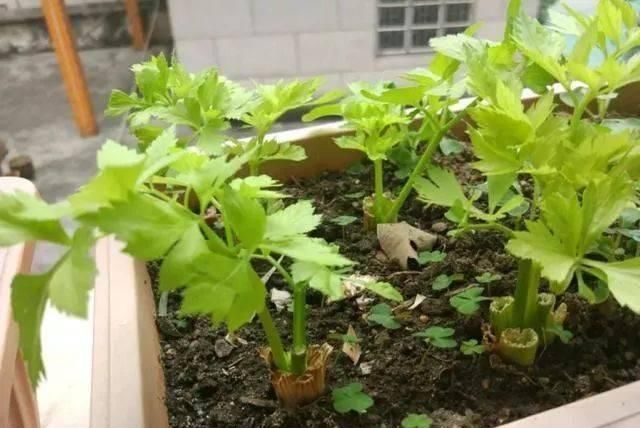 香菜|这5种菜根适合水培,直接放水里,长出小盆栽叶子也鲜美