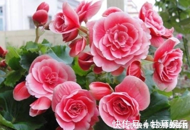花瓣|4种花一开就是大半年，沾土就活，懒人新手都能养好，美成花海！