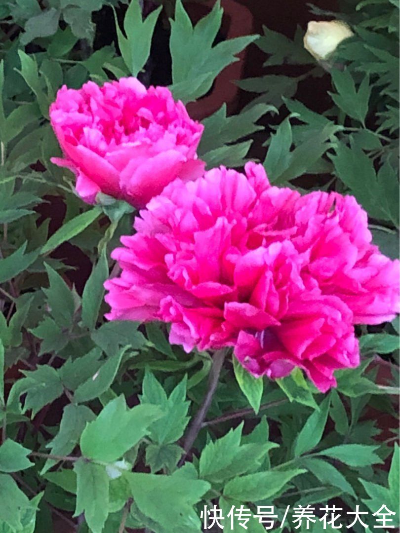 春天买花，这“两大类”不能养，花期没多久，很快就凋谢