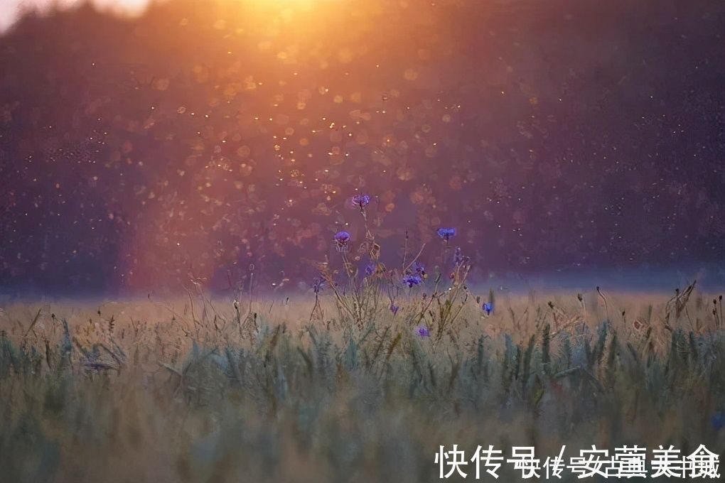 理想|苏轼最通透的一首词,最后两句,让人豁然开朗