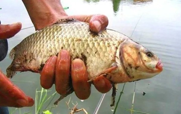 诱钓大鲫鱼的“绝招”,再也不怕钓鱼不过瘾了,建议收藏!