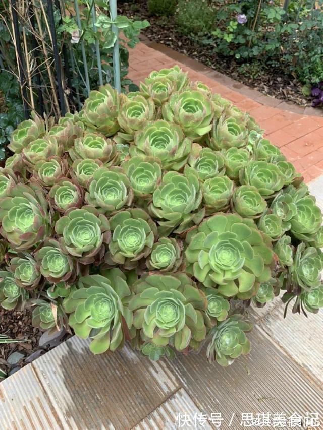 酥皮鸭|十几年的多肉“妖精”,自然老桩头,造型太美