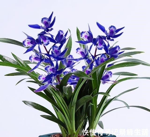 慧兰|这款“蓝色”兰花,突然就火了,被誉为“活香水”,很多人没见过!