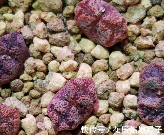 名字|没有很丑只有更丑的多肉，8种丑多肉，看完你还能保持淡定吗？