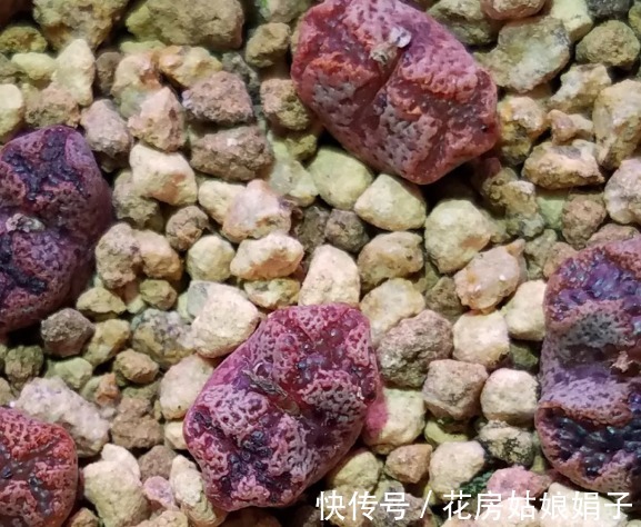 名字|没有很丑只有更丑的多肉,8种丑多肉,看完你还能保持淡定吗?