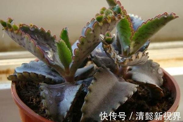 不死鸟|听名字以为是鸟，实际是“养不死”的绿植，不浇水都能蹭蹭长