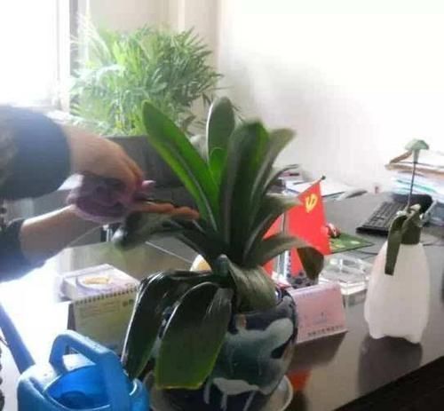微酸性|越来越多的养花人，用“它”来浇花，实用、啥都能养活