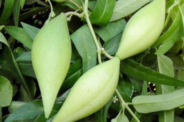 城市居民|农村特有的野果子,被当成野草,殊不知浑身都是宝,是天然的补品