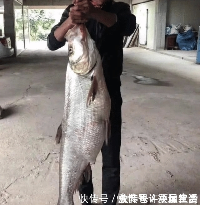 垂钓|长江该禁止钓鱼一男子长江“疯钓”野生白鱼,引网友怒怼